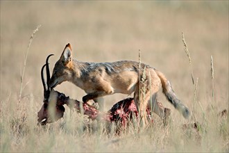 Black-backed Jackal (Canis mesomelas) feeding on prey