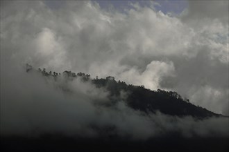Cloud-shrouded forest landscape near Yotong La Pass