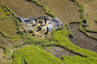 Farmers harvesting rice in Gamri Valley