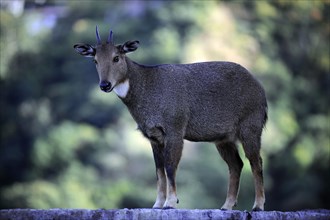 Wild Goat (Capra aegagrus) standing on a wall at Trashigang Dzong fortress