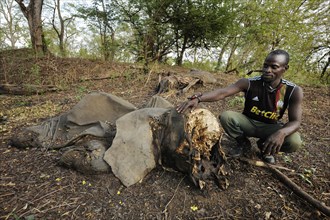 Remains of a young elephant which has fallen victim to poachers