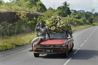 Bananas being transported on a car