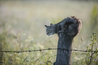 Wet cat lurking on a fence post