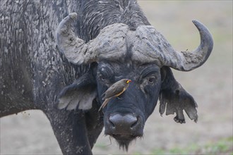 African Buffalo or Cape Buffalo (Syncerus caffer) with a Red-billed Oxpecker (Buphagus erythrorhynchus)