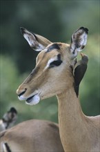 Blacked-faced Impala or Black-faced Impala (Aepyceros melampus petersi) with Red-billed Oxpecker (Buphagus erythrorhynchus)