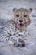 Cheetah (Acinonyx jubatus) with a bloodied face after feeding