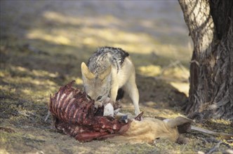 Black-backed Jackal (Canis mesomelas) feeding on prey