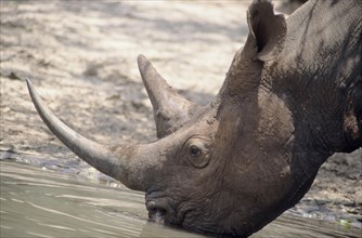 Black Rhinoceros or Hook-lipped Rhinoceros (Diceros bicornis) drinking at a water hole