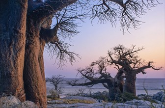 African Baobabs (Adansonia digitata) on a rocky island