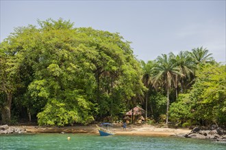 Sandy beach under tropical trees