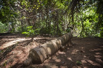Old cannon as a relic of the colonial era in the jungle