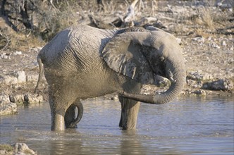 African Elephant (Loxodonta africana) at waterhole