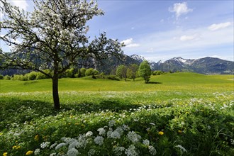 Meadows in spring near the Siglhof Cafe