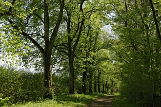 Tree-lined avenue on Staltacher Gut estate