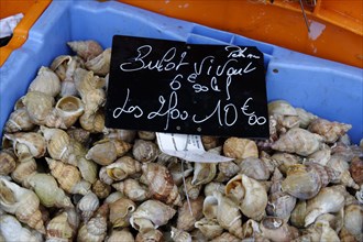 Whelks for sale