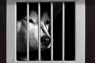 Siberian Husky behind bars in a transport vehicle