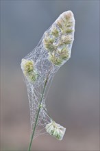 Cock's-foot or Orchard Grass (Dactylis glomerata) with cobwebs and dew