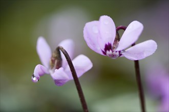 Flowering Spring Cyclamen or Spring Alpine Violet (Cyclamen coum album)