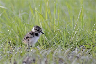 Lapwing