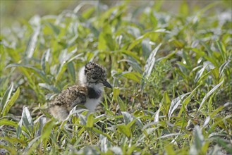 Lapwing