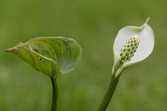 Bog Arum or Marsh Calla (Calla palustris)