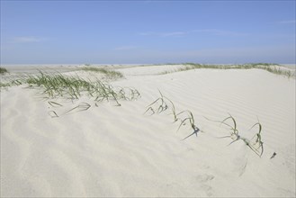 Foredunes at a beach