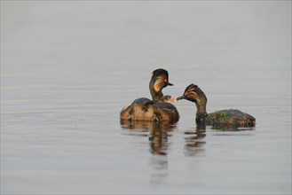 Black-necked Grebes (Podiceps nigricollis) with a chick