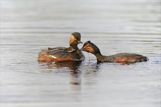 Black-necked Grebes (Podiceps nigricollis) with a chick