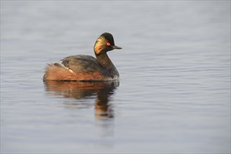 Black-necked Grebe (Podiceps nigricollis)