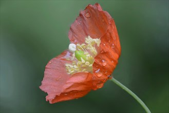 Forest Poppy (Meconopsis cambrica)