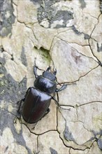 Stag Beetle (Lucanus cervus)