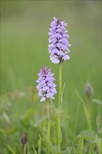 Heath Spotted Orchid or Moorland Spotted Orchid (Dactylorhiza maculata)