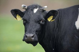 German Black Pied Cattle (Bos primigenius taurus)