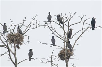 Colony of Great Black Cormorants (Phalacrocorax carbo)