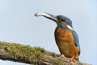Kingfisher (Alcedo atthis) with a caught fish in its beak