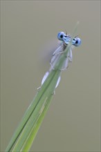 White-legged Damselfly or Blue Featherleg (Platycnemis pennipes)