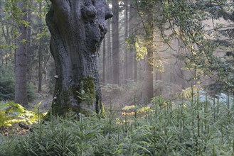 Sun rays in a forest