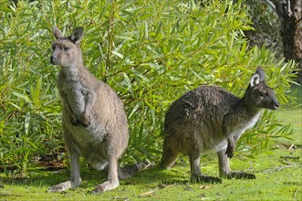 Western Grey Kangaroos or Kangaroo Island Kangaroos (Macropus fuliginosus)