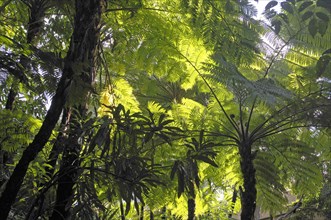 Soft Tree Ferns or Man Ferns (Dicksonia antarctica)