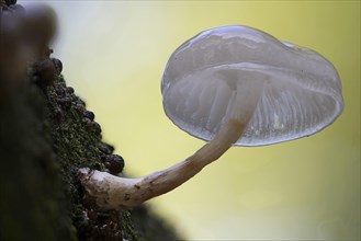 Porcelain Fungus (Oudemansiella mucida)