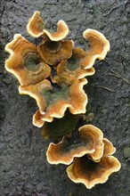 Oak leaf fungus (Stereum gausapatum)