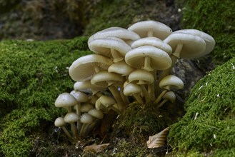 Porcelain fungus (Oudemansiella mucida)