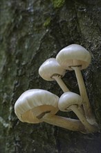 Porcelain fungus (Oudemansiella mucida)