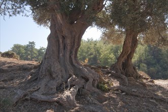 Olive trees (Olea europaea)