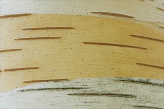 Birch (Betula pendula)