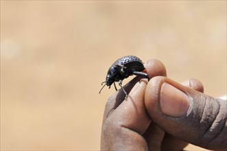 Namib Desert Beetle (Onymacris unguicularis) on a hand