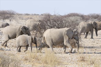 A group of African elephants (Loxodonta africana) with a calf