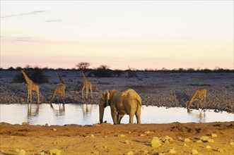African Bush Elephant (Loxodonta africana) and Giraffes (Giraffa camelopardalis) in the evening at a waterhole