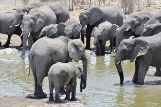 African Elephants (Loxodonta africana) bathing at the Moringa Waterhole