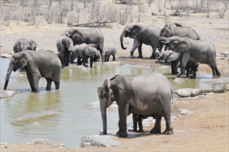 African Bush Elephants (Loxodonta africana) drinking at the Moringa waterhole